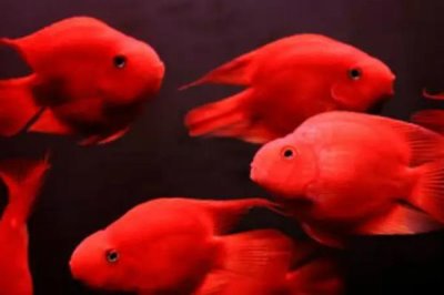 鹦鹉鱼产卵的征兆，最简答的就是从其腹部来判断