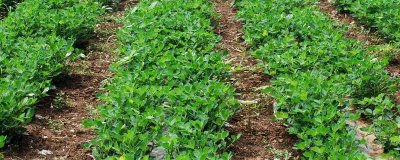 花生的价格，价格因品种、质量等不同而不同