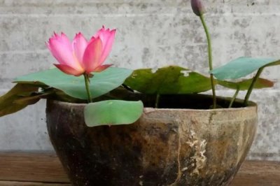 盆栽荷花的养殖方法,盆可选釉盆、瓷盆、紫砂盆等