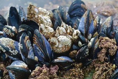 海虹的价格,内陆地区的售价高于沿海地区