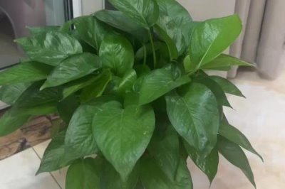 让绿萝两天爆盆的方法，放在光线明亮处充分接受光照