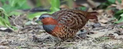 竹鸡的价格和前景,不同品种的售价有所差异