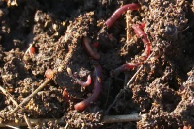 蚯蚓的养殖方法有哪些,可结合实际情况任选以下7种养殖方法