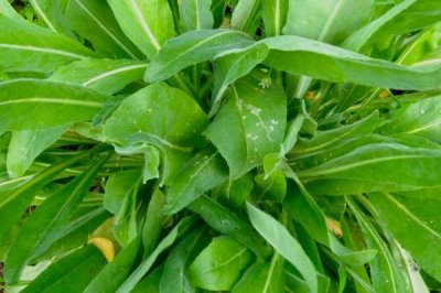 大青叶是什么植物,是一种二年生的草本植物