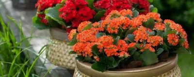 长寿花太高如何修剪，将过长的枝条剪短至12厘米左右即可