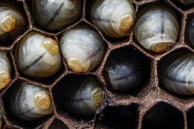 蜜蜂的发育过程，三型蜂的发育大不相同