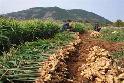 洋姜的种植方式，喜欢冷爽干燥的环境