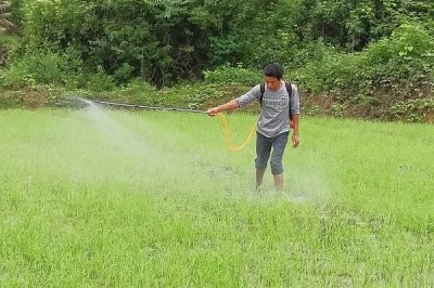 如何正确使用吡嘧磺隆,对水稻幼苗期有一定药害