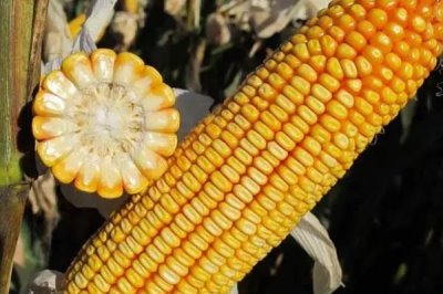 文机收1号玉米种子特征特性,两年区试平均生育期123天