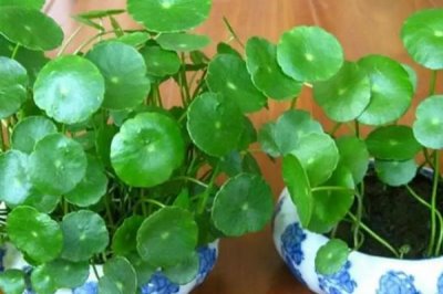 铜钱草冬天叶子黄了是什么原因,怎么解决