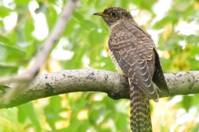 杜鹃鸟如何在其它鸟类的窝中下蛋,将其它鸟类赶走后会直接进窝产蛋