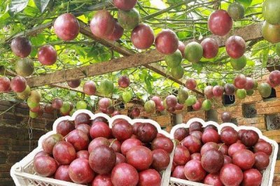 种植百香果的效益，种植当年一亩地可获2500元左右的纯利润