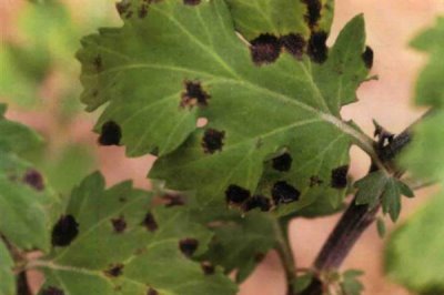 如何防治菊花黑斑病，养殖过程中要定期更换盆土