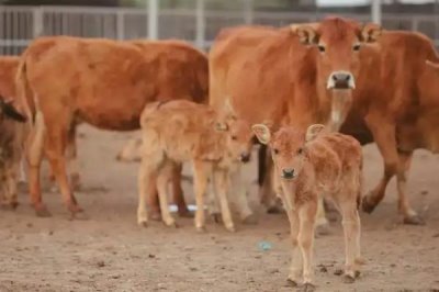 为什么母牛会喝小牛的尿，可能是因为它们口渴