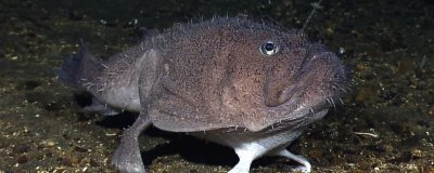 老头鱼是什么鱼，一般是指鮟鱇鱼