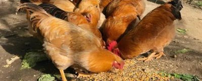 鸡吃沙子和石头的原因,主要是为了研磨食物