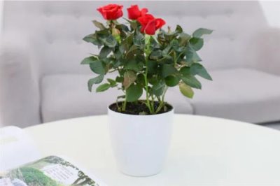 玫瑰花怎么种植，盆土要求疏松透气、排水良好