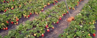 草莓开花的时间,通常为4-5月份