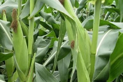 广农996玉米种子介绍，生育期春季平均114天