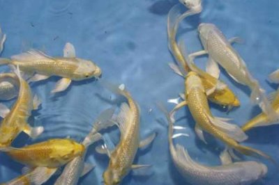 龙凤锦鲤公母分辨方法,雌鱼头部窄长、雄鱼头部宽短