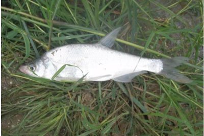 翘嘴红鲌怎么养殖,鱼苗放养要趁早