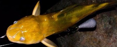 冬钓黄辣丁用什么饵料,使用腥饵效果会更佳