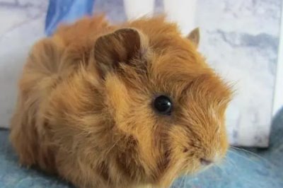 逆毛绒豚如何人工养殖,可池养、笼式养殖、立体式养殖等