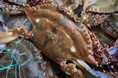 梭子蟹一年有几次渔期，每年春季、秋季各有一次渔期