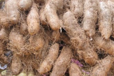 毛薯能放冰箱吗,可以放冰箱冷藏但不要冷冻