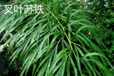 铁树的种类,常见的有巴西铁树、海南苏铁等