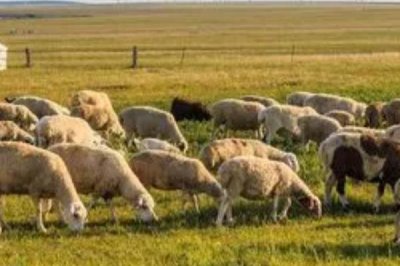 建设标准化养羊场的原则,羊舍面积应根据羊的数量和饲养方法而定