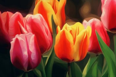 郁金香有哪些品种,可分为早花、中花、晚花这三种品系