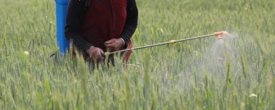 如何正确使用吡嘧磺隆,对水稻幼苗期有一定药害