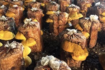 种植桑黄的利润和风险,效益可观但一些企业会进行欺骗经营