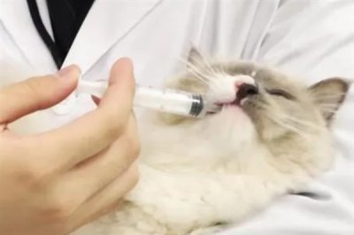 猫感冒打喷嚏能不能喂人用药，容易产生副作用甚至会中毒致死