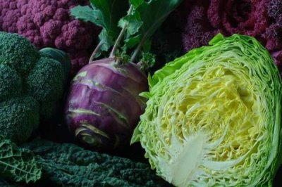 甘蓝的种植方法,夏播甘蓝可选在7月下旬左右