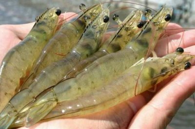 怎么养虾,每天早上、傍晚都要喂食