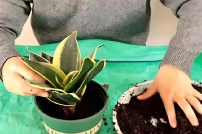 虎皮兰怎么养殖,冬季每隔10天浇一次水