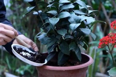 茶花如何繁殖，可扦插也可靠接