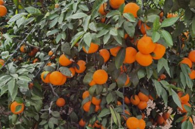 091无核沃柑的适宜种植地区,湖南、海南、福建、台湾等省份适合种植