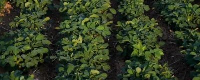 花生的主产地,我国是世界第一花生生产大国