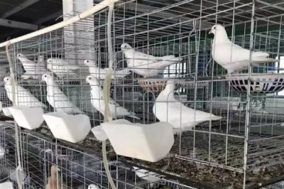 鸽子无精怎么治疗,视情况对种鸽采取减肥、补充维生素等措施
