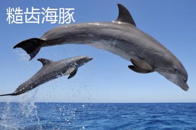 海豚是什么动物,是哺乳动物