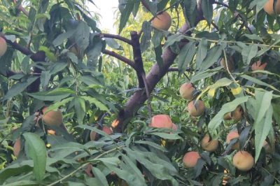 怎么种植水蜜桃，定植第二年要培养副主枝