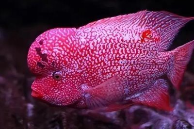 罗汉鱼对氧气要求大吗，需求量是比较高的