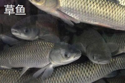 青鱼和草鱼的区别,科属、形态和栖息环境均不同