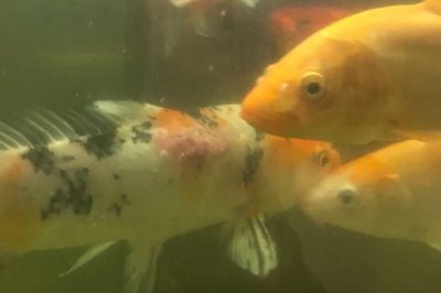 鱼类松鳞病,是细菌引起的鱼病