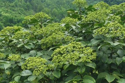 吴茱萸的产地,主要分布在云南、湖南、福建等地