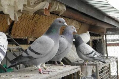 鸽子晚上为什么一直呜呜叫,主要是发情、没有安全感等因素所致