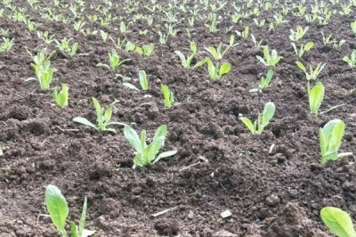 莴笋的种植方法,春季和秋季均可种植